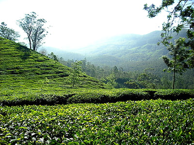 tea plantation, tea, plantation, india, hills, green