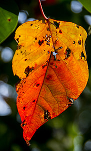 잎, 출혈이 심장 트리, homalanthus populifolius, 트리, 오렌지, 오래 된, 열대우림
