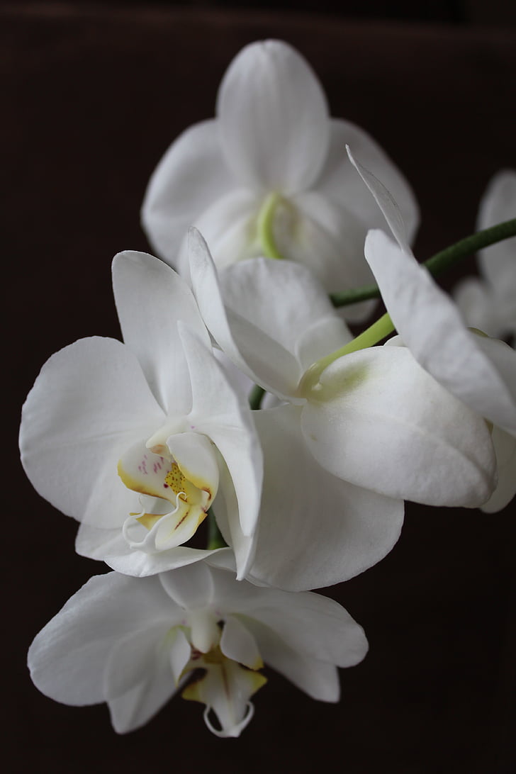 orquídia, flor, blanc, flors, planta