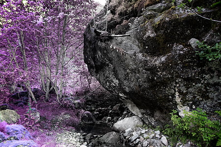 花, 紫罗兰色, 花瓣, 绽放, 花园, 植物, 自然
