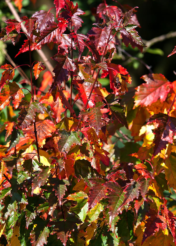 秋の紅葉, 秋, カラフルです, 葉, 10 月, 黄金色の秋, 秋ゴールド