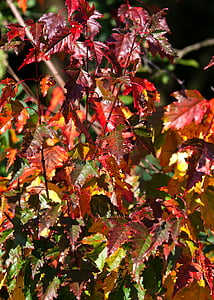 Spadek liści, jesień, kolorowe, pozostawia, Październik, Złota Jesień, Złota Jesień