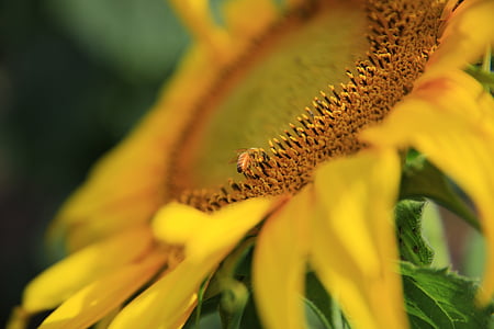 macro, photography, sunflower, flower, flower petal, yellow, plant