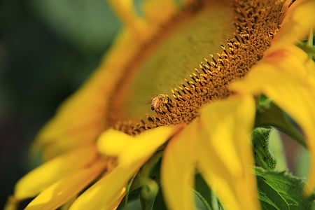 macro, fotografia, Girasole, fiore, petalo del fiore, giallo, pianta