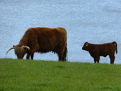 lehmä, vasikka, naudanliha, Skotlannin hochlandrind, Highland naudanlihan, eläinten