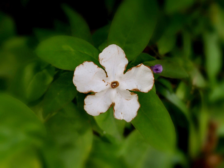 spring, flowers, white