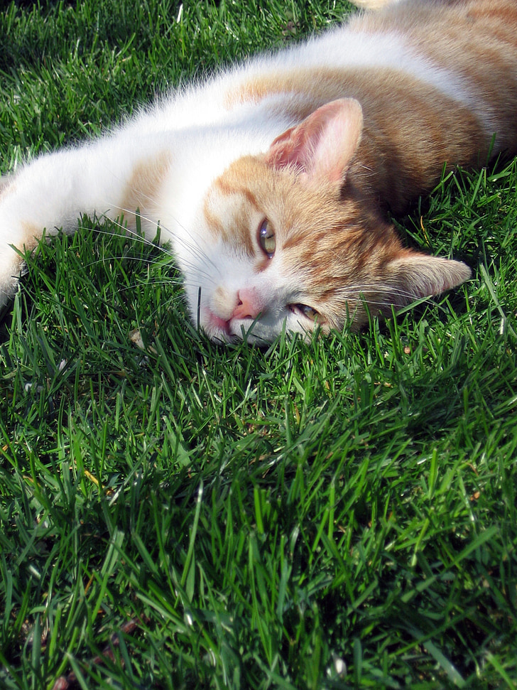 con mèo, Tomcat, cỏ, hòa bình