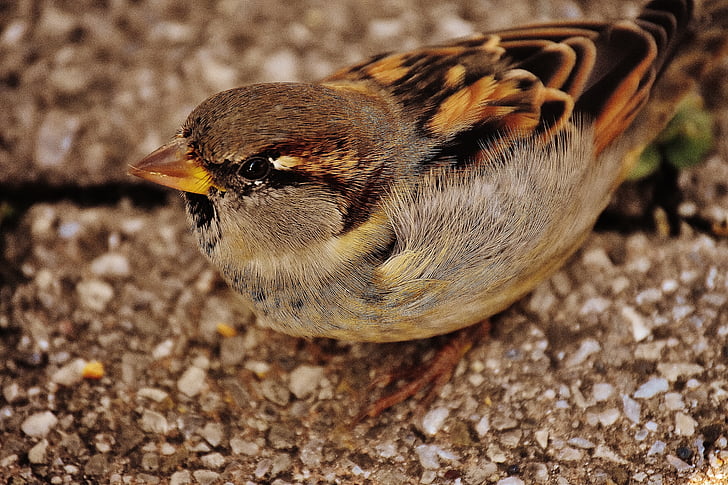 Sparrow, burung, kecil, Manis, alam, bulu, muda