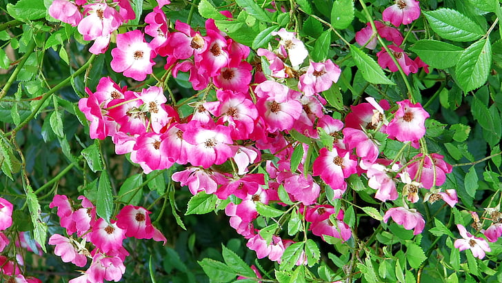 λουλούδια, φύση, φυτό, αντιστάθμισης κινδύνου, χλωρίδα, ροζ