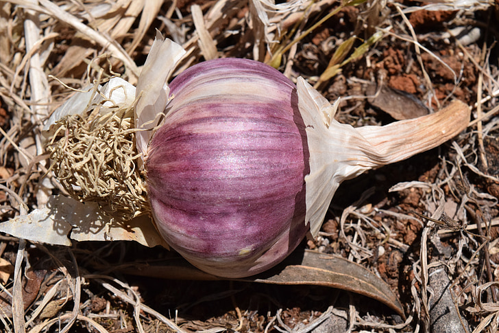 garlic, purple, violet, tuber, mediterranean, close, dry