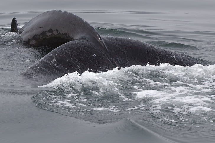 Islande, kuprītis, valis, savvaļas dzīvnieki, Arktika, jūra, zīdītāju