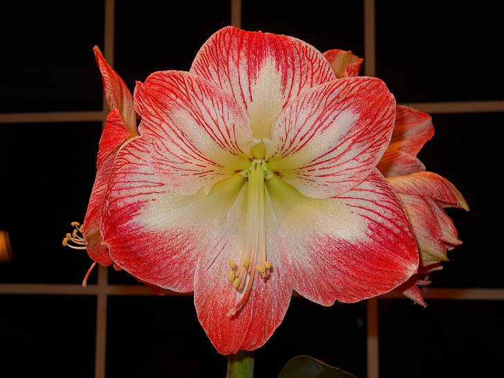 fiore, Amaryllis, Blossom, Bloom, rosso, Hippeastrum, Blooming