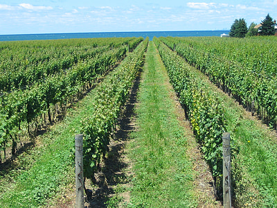 vineyard, grape, vines, rows, grapevine, summer, viticulture