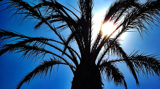 palmier, copac, tropicale, soare, cer, silueta, împotriva luminii