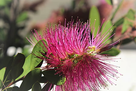 含羞草, 开花, 澳大利亚, 自然, 怒目而视, 植物区系, 漂亮