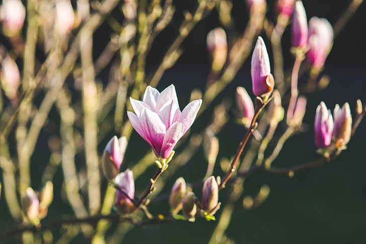 magnolia, flower, flowers, spring, blooming, bloom, nature