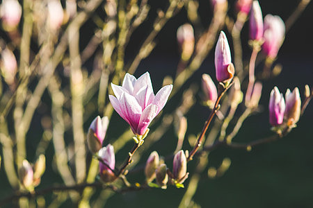 Magnolia, lill, lilled, kevadel, õitsev, Bloom, loodus