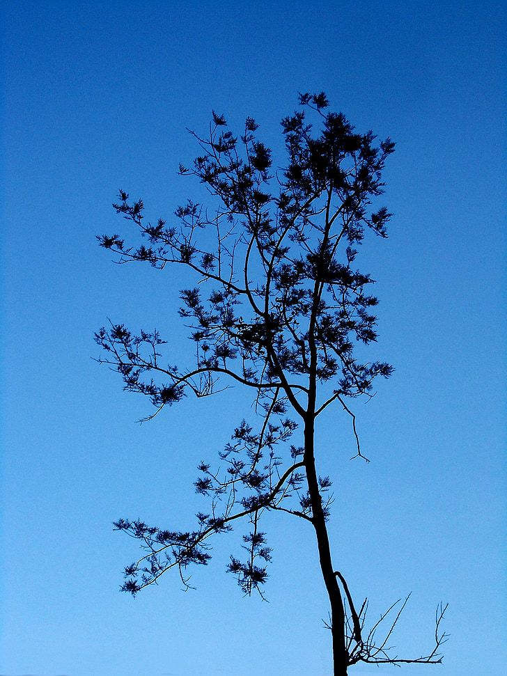 drevo, osamljen, prtljažnik, enotnega, nebo, modra, stari