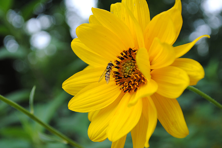 Bite, nektārs, puķe, dārza, makro, lidojošu insektu