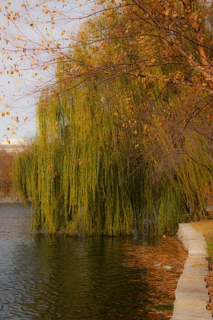 willow, weeping willow, tree, water, fall, autumn