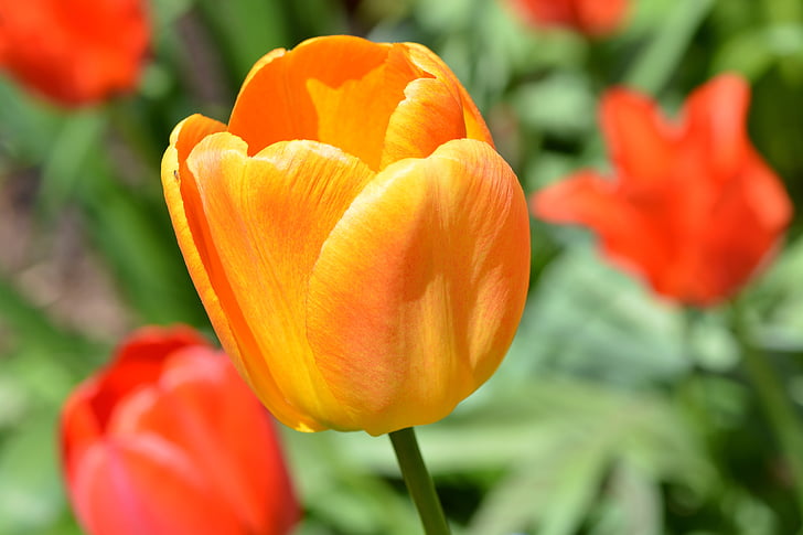 Tulipán, květ, květ, Bloom, oranžová, zahrada, jaro