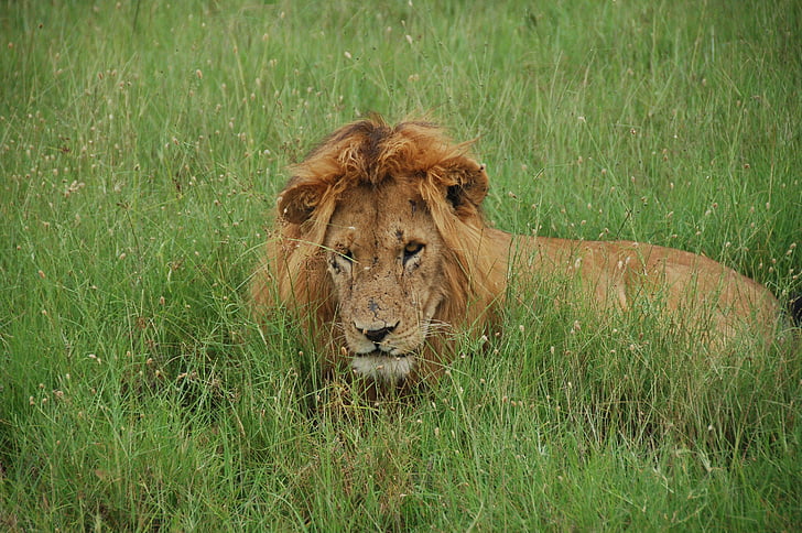 oroszlán, Tom, Lions, Kenya, többi, vad, mint a, Afrika