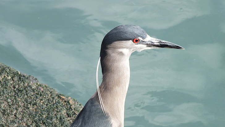 Blue heron, Ave, Chili, Zuid-Amerika, verenkleed, dierlijke portret, fauna