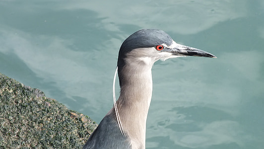 blue heron, ave, chile, south america, plumage, animal portrait, fauna