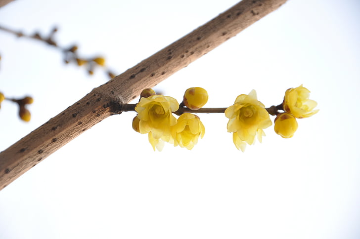 Švestkové květy, Zimní, obrázek, Příroda, žlutá, květ
