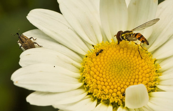 Makro, Blume, Insekt, Biene, fliegen, Garten, Blüte