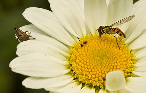 makro, gėlė, vabzdžių, bičių, skristi, sodas, žiedų