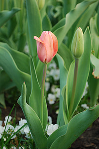 Tulip, Hoa, Thiên nhiên, nhà máy, Hoa, mùa xuân, Sân vườn