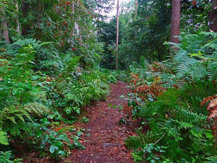 lesná cesta, papraď, Forest, Jungle