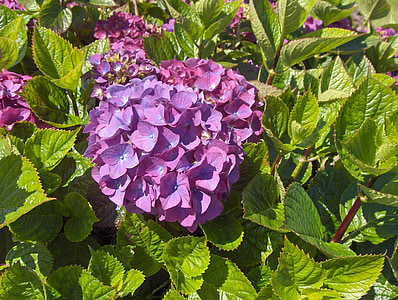 Hortensia, hydrangeas, lilled, Aed