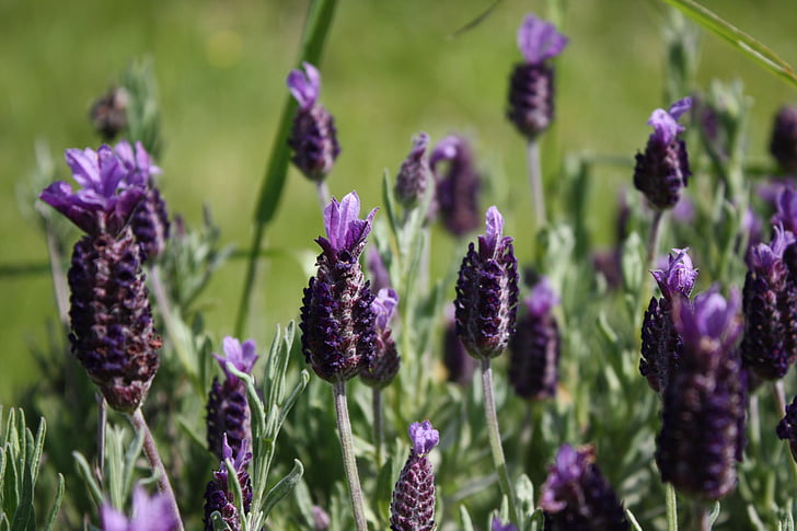 flower, lavender, nature