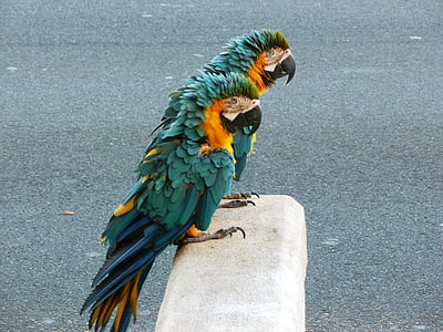 parrot, bird, tropical, colorful