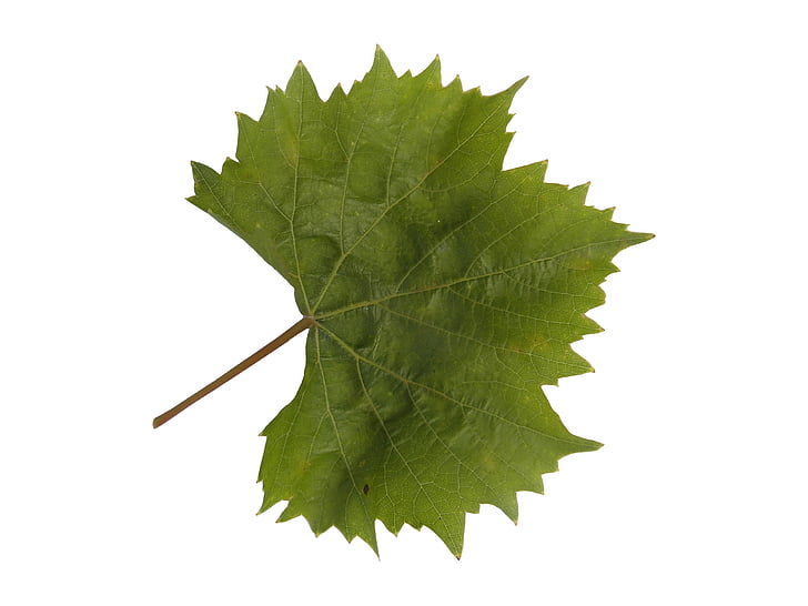 vin blad, vin, blad, efterårs dekoration, efterår, dekoration, grøn