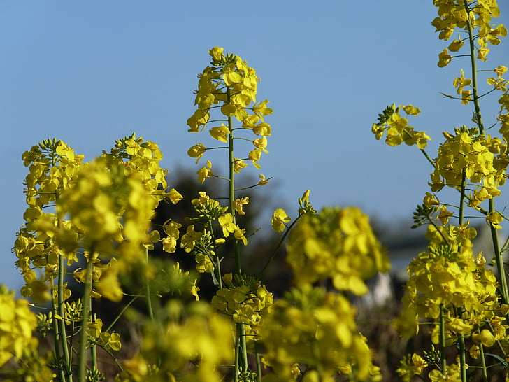 mustard, plant, blossom, cultivation, yellow, landscape, farming