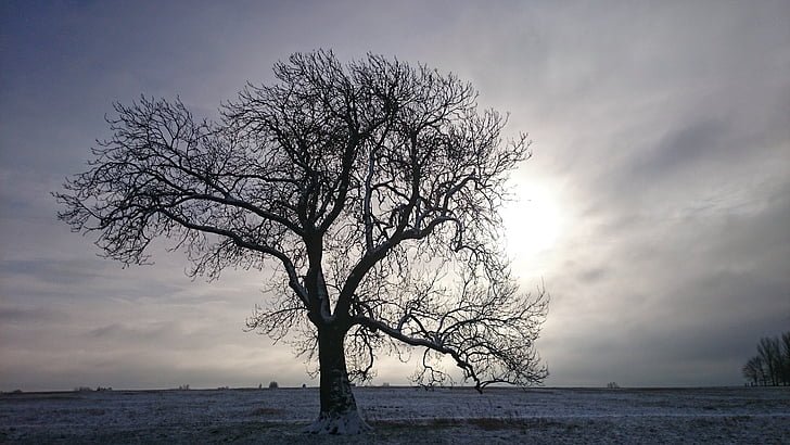 arbre, l'hivern, neu, marcat, fred, paisatge, camp