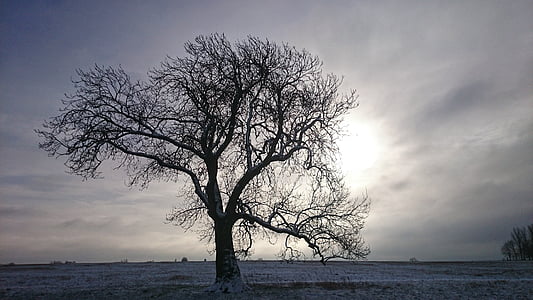 albero, inverno, neve, Stark, freddo, paesaggio, campo