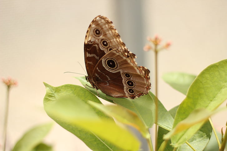 butterfly, insect, brown, green, plant, leaf, garden