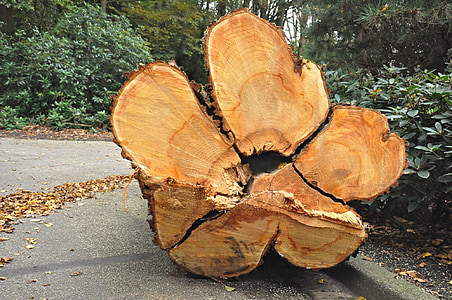 árvore, cortada, corte, log de, madeira, madeira serrada, madeira