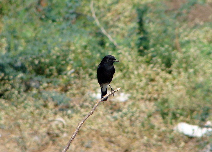 pájaro, chat de bush varios colores, salvaje, animal, encaramado, sentado, Karnataka