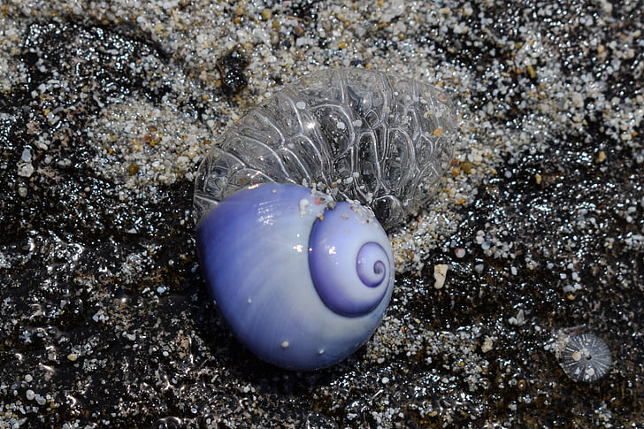 Sea snail, Shell, blå, natur, dyr, Seashell, mollusk