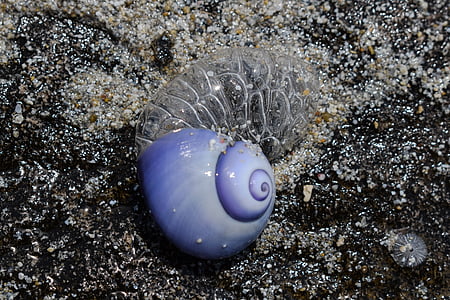 zee slak, shell, blauw, natuur, dier, Seashell, weekdier