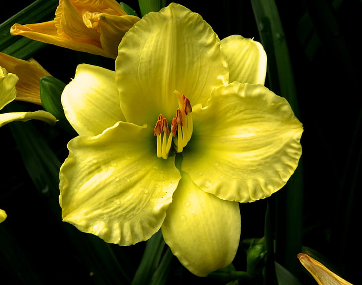 flor amarilla, flor mojada, flor del jardín, naturaleza, flor, planta, Pétalo