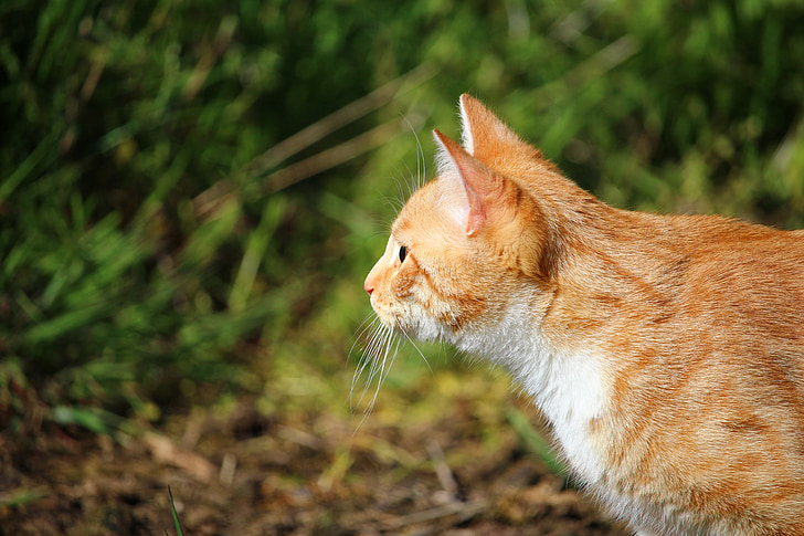 котка, коте, червена котка, червено тигрово таби, скумрия, млад котка, домашна котка