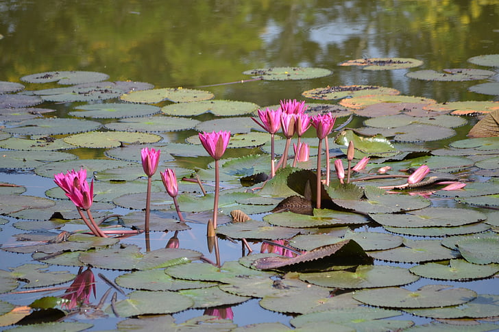 water lily, flower, pond, beauty, aquatic, plants, beautiful
