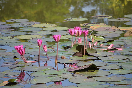 vandens Lelija, gėlė, tvenkinys, grožio, vandens, augalai, gražu, gražus