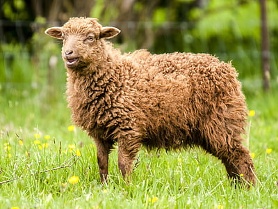 ovelhas, Cordeiro, pecuária, animal, mamífero, natureza, fazenda